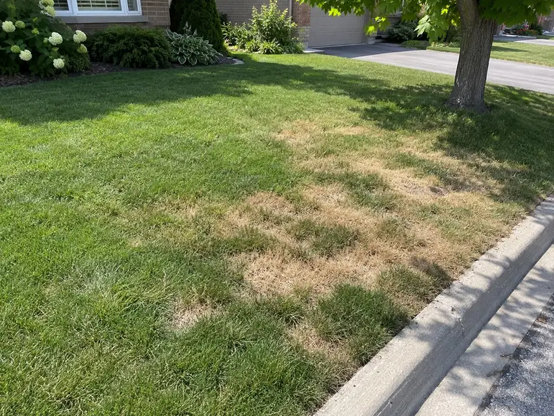 Irregular straw-brown patches running together in a green front lawn beside a concrete curb on a sunny July day, with a brick house and maple behind