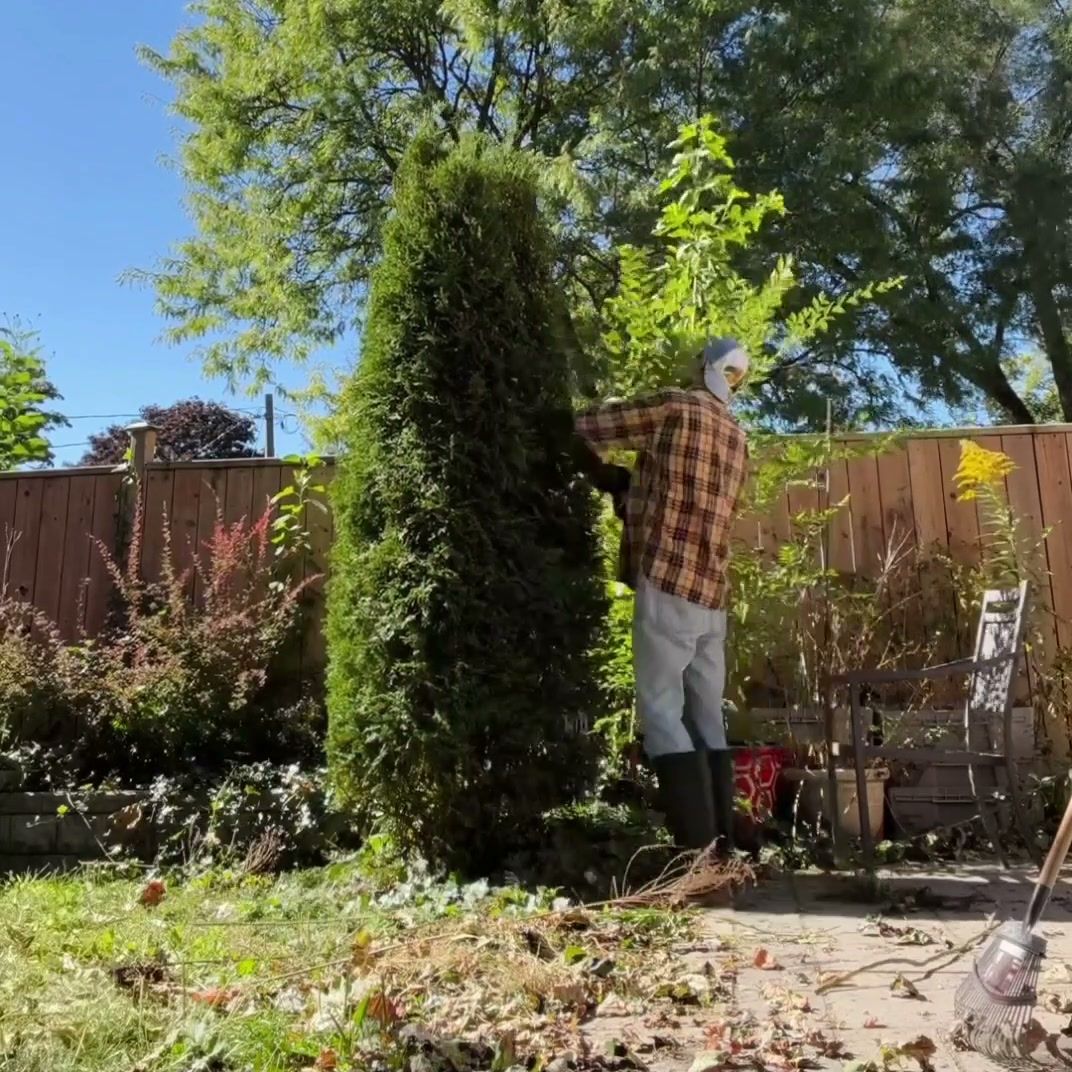 Reaching in to clear growth around the base of a tall evergreen next to a garden bed
