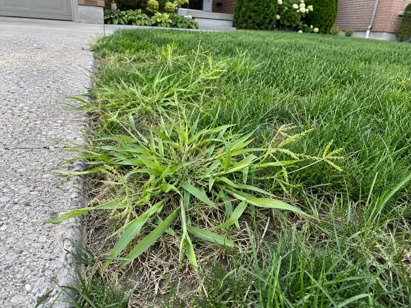 A wide, pale green clump of crabgrass with seed heads at the edge of a lawn beside a concrete driveway