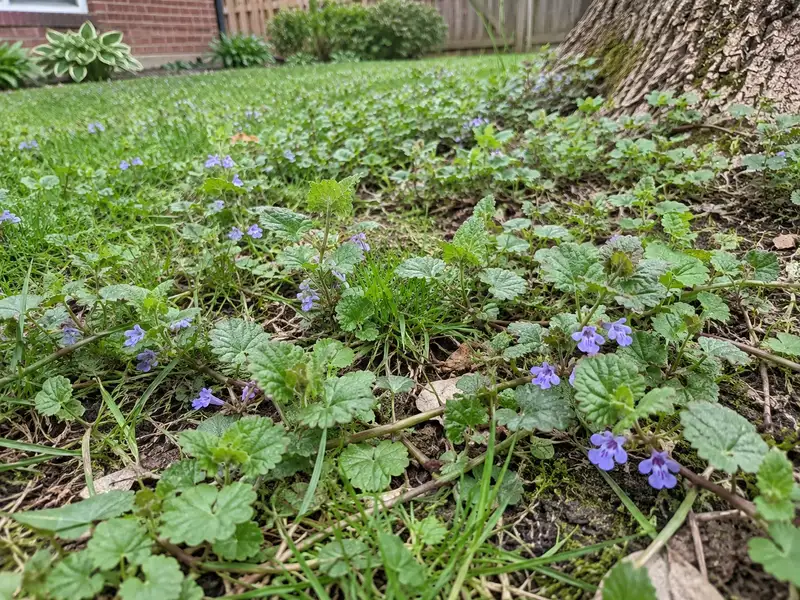 Creeping Charlie with scalloped leaves, trailing stems and small purple flowers spreading through thin grass beside a tree trunk in a shady backyard