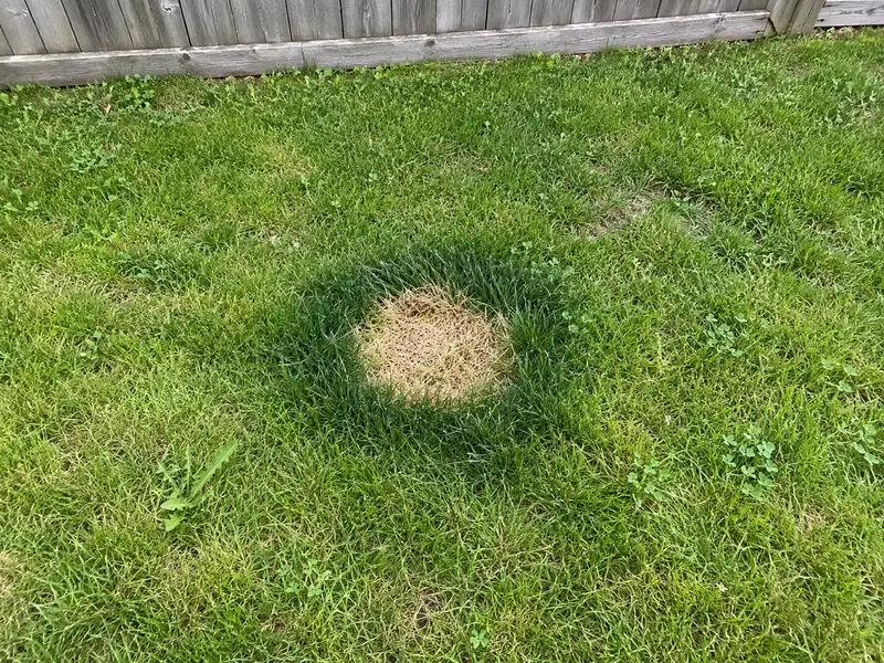 A round straw-coloured dead spot in a backyard lawn, ringed by a band of darker green, taller grass, with a grey wooden fence behind