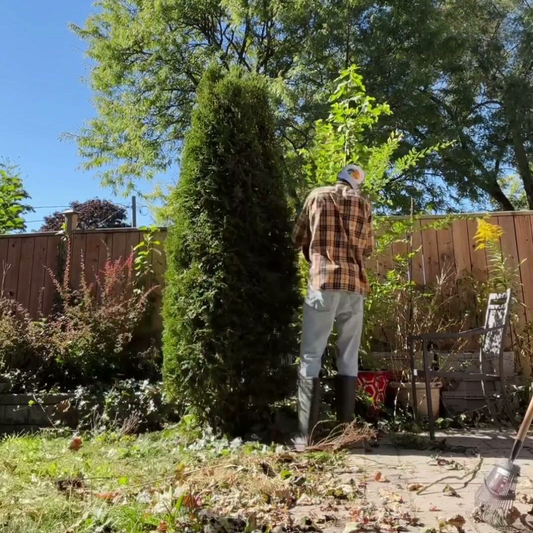 Working in a garden bed between a tall evergreen and a wooden fence, with yellow flowers in the bed