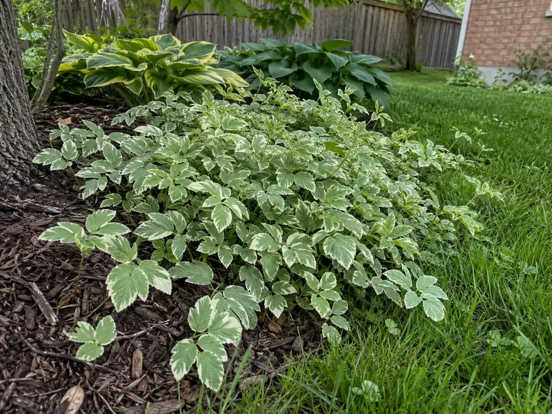 Variegated goutweed with green and cream leaves in groups of three spreading out of a mulched bed in front of hostas and into the lawn