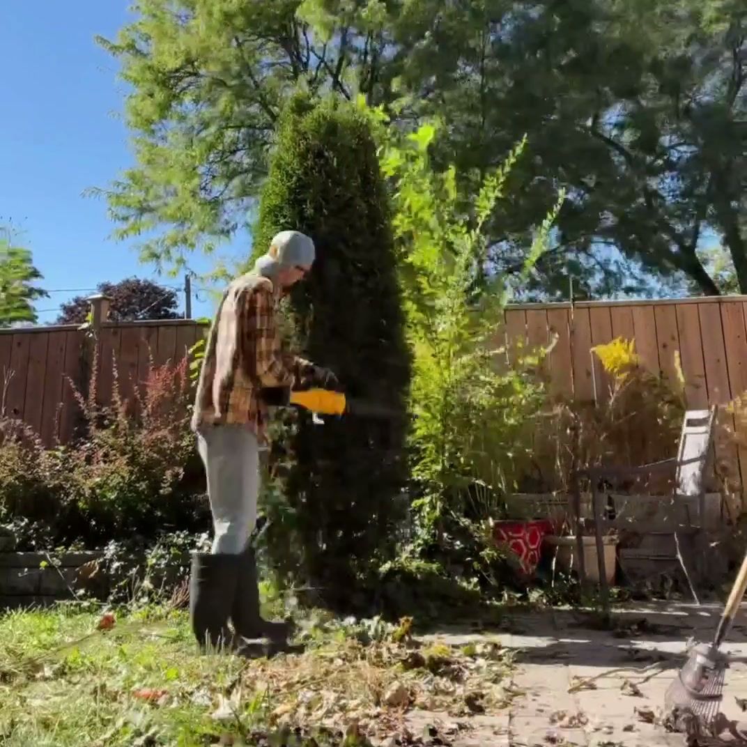 Trimming the side of a tall evergreen with a hedge trimmer in a fenced backyard