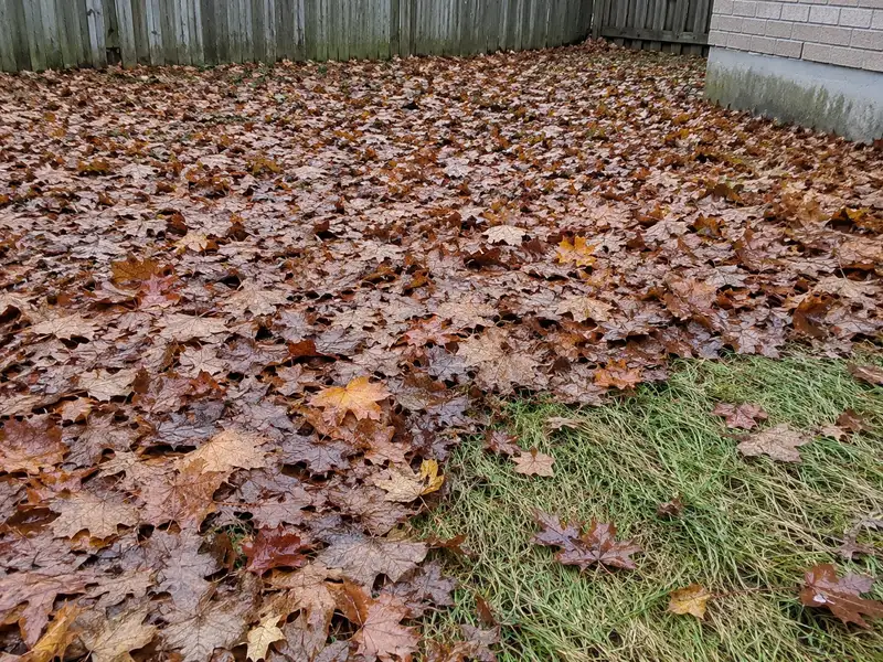 Soggy layer of wet maple leaves covering most of a backyard lawn, with a corner of pale, flattened grass showing where the leaves have slid off
