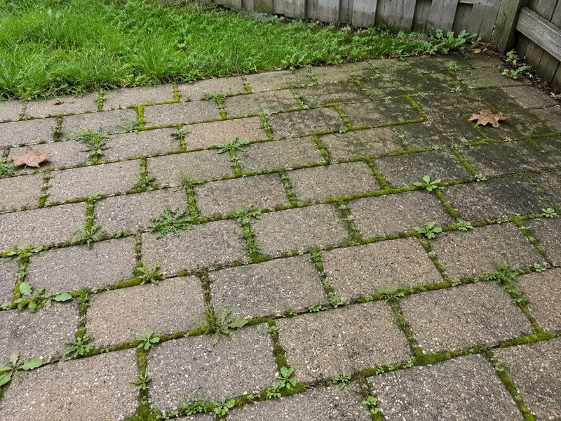 Older concrete patio pavers with moss, grass and small weeds growing in almost every joint and dark algae on some paver faces