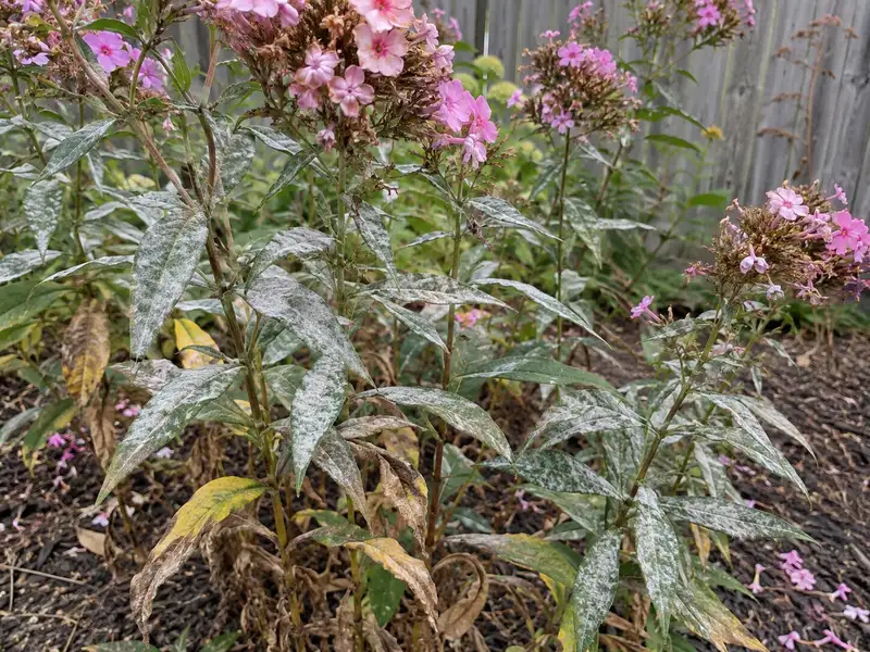 Tall garden phlox stems with faded pink flower heads, the narrow leaves dusted with dull white powdery mildew and the lower leaves yellowing and browning