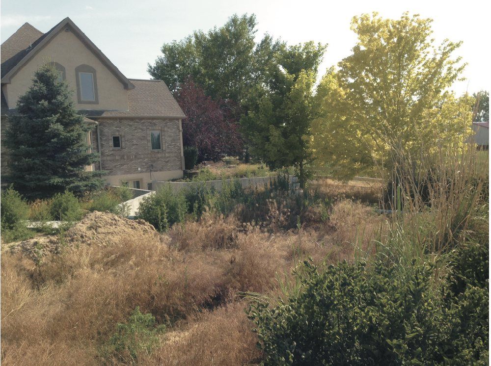 Side yard of a stone and stucco house overgrown with tall dry grasses, weeds and shrubs
