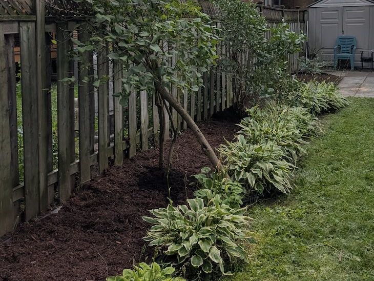 The same bed cleared and covered in dark mulch, with hostas along a clean lawn edge