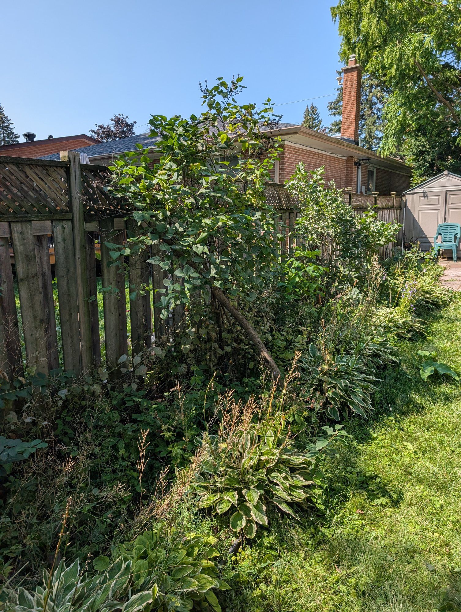 Garden bed along a wooden fence overgrown with weeds and long grass around a small tree