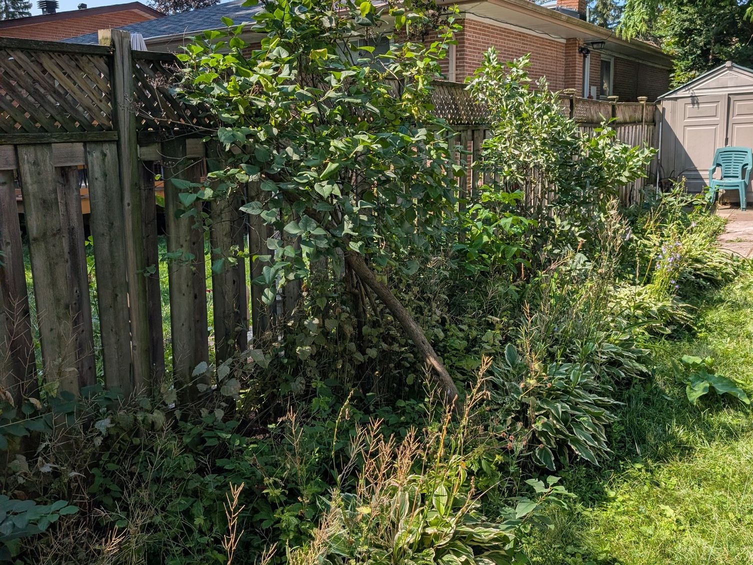 Garden bed along a wooden fence overgrown with weeds and long grass around a small tree