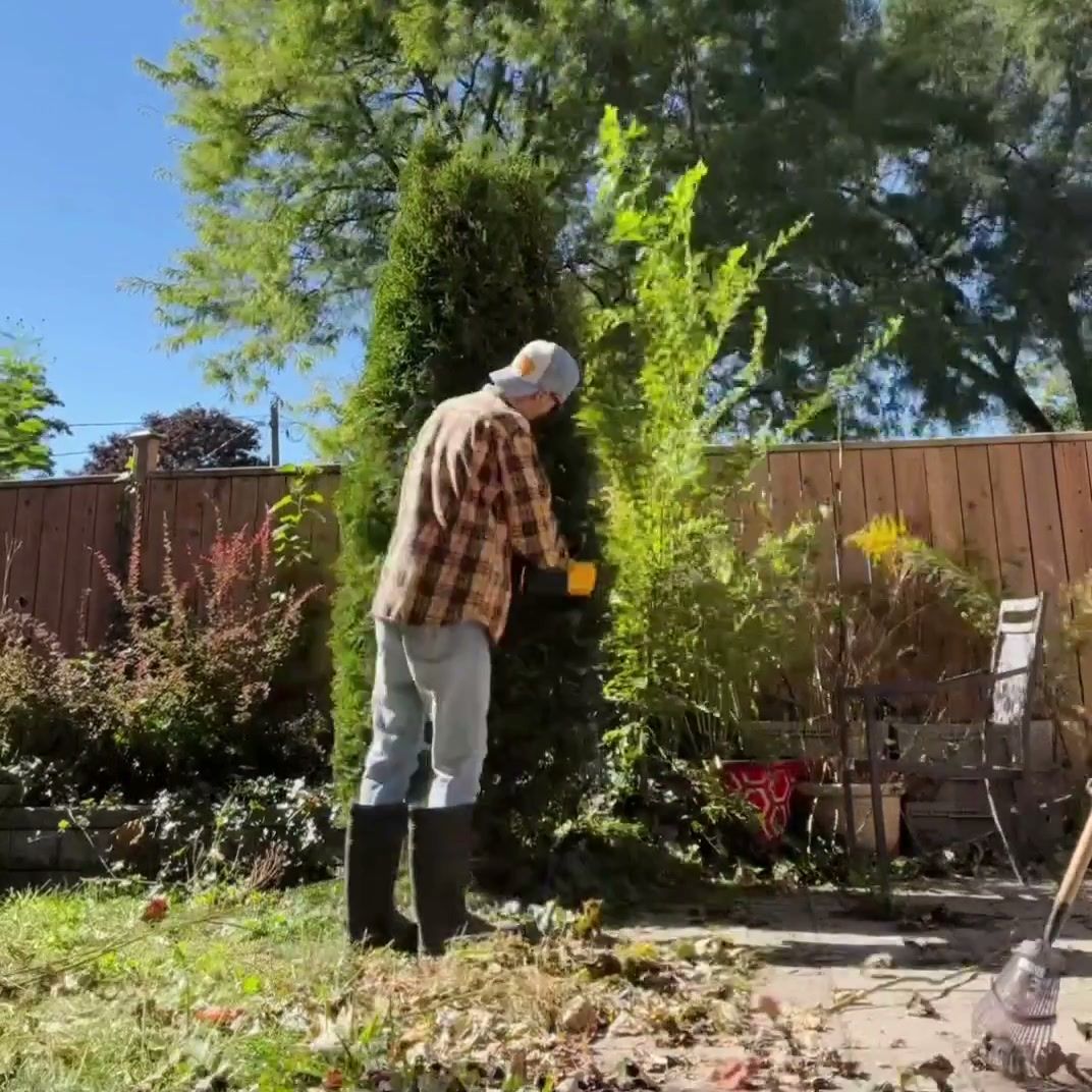 Shaping a tall evergreen by hand beside a wooden fence, with trimmings on the lawn
