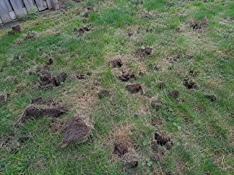 A thin lawn torn up in patches, with small holes and loose chunks of sod flipped over