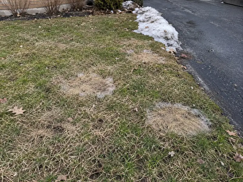 Round, matted, bleached tan patches with a whitish-grey fuzzy edge on a lawn beside a driveway, next to a melting snow pile in early spring