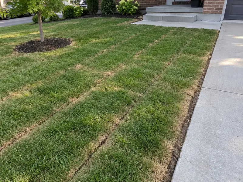Rows of new sod strips beside a concrete driveway, with straw-coloured edges and thin gaps of bare soil at the seams, while the middle of each strip is still green
