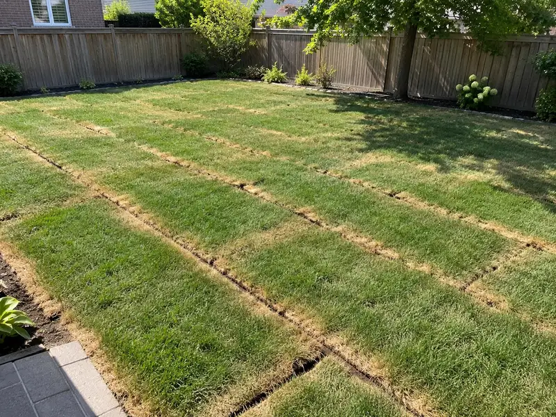 Freshly laid sod rolls in a fenced backyard with tan, shrunken seams and roll ends while the middle of each roll is still green