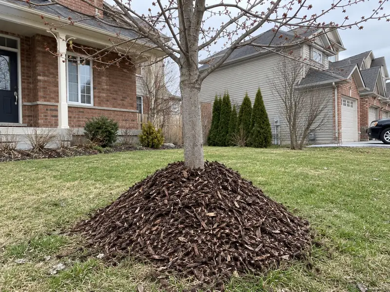 A tall cone of shredded bark mulch heaped against the trunk of a young maple on a front lawn in early spring, hiding the base of the tree