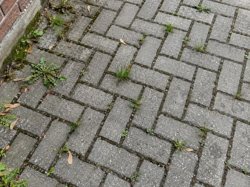 Grey concrete pavers in a herringbone pattern with dandelions, grass and moss growing out of dark, half-empty joints beside a brick wall