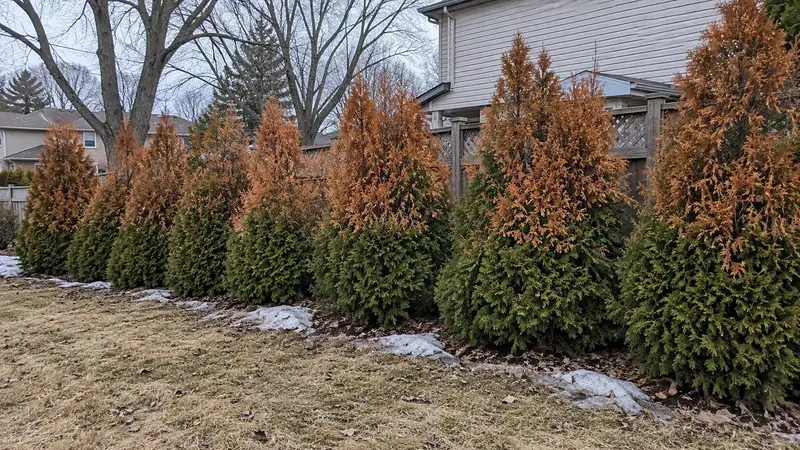 Row of cedars in early spring, dry orange-brown on the upper half and green on the lower half, with old snow melting along the base