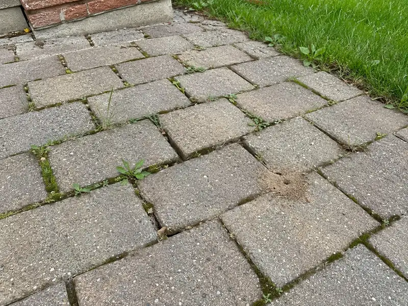 Grey concrete pavers with grass, weeds and moss in the joints, a few sunken empty joints and a small sandy ant hill